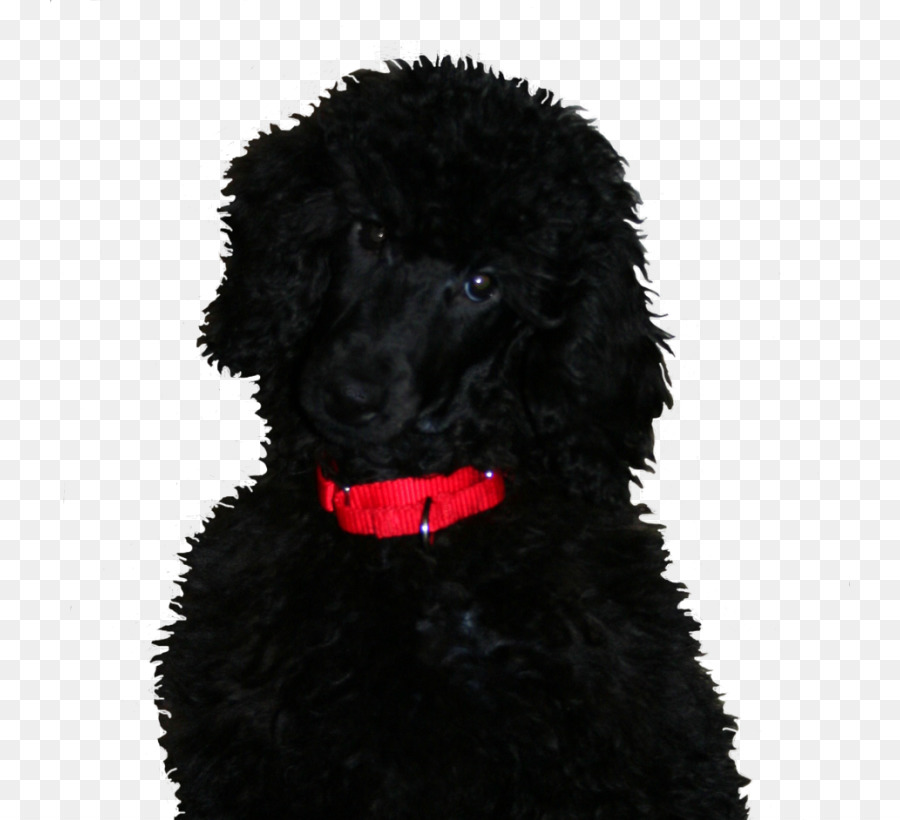 Padrão De Poodle，Cão De água Português PNG