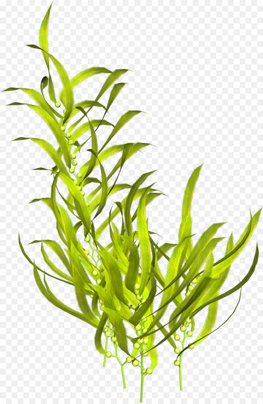 Plantas Aquáticas，Algas PNG