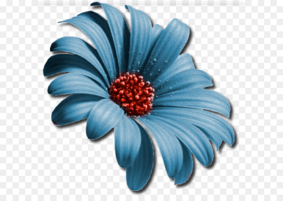 Comum Daisy，Flor PNG