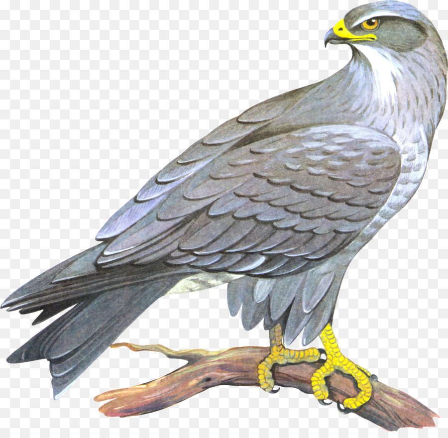 Falcão，Pássaro PNG