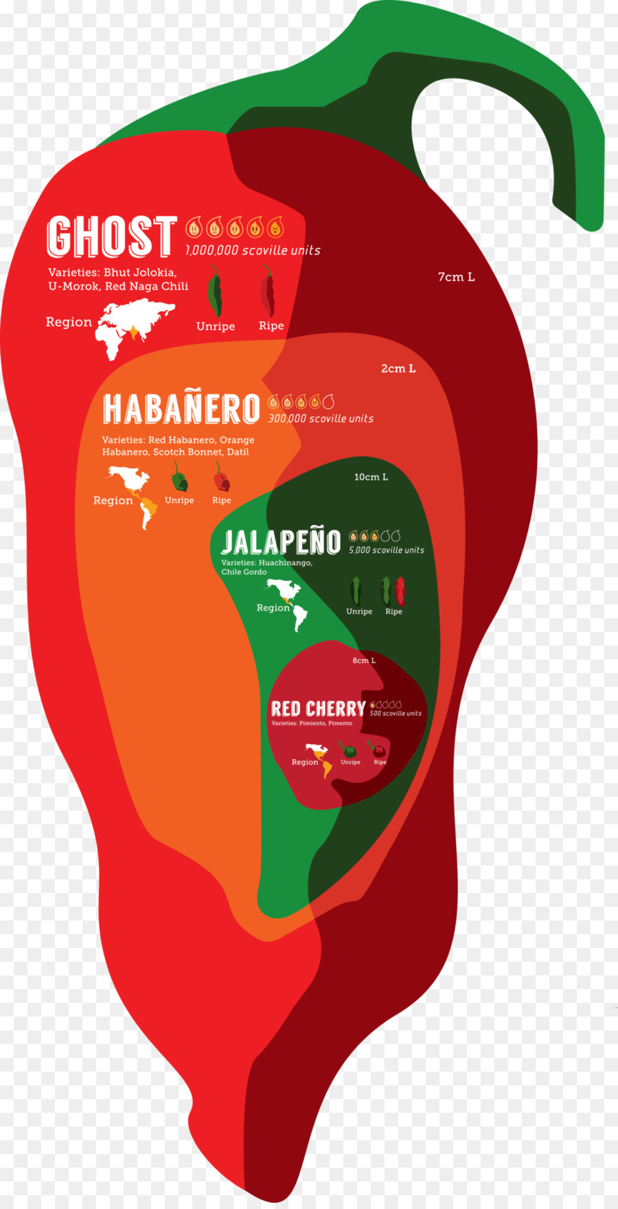 Infográfico，Chili Pepper PNG