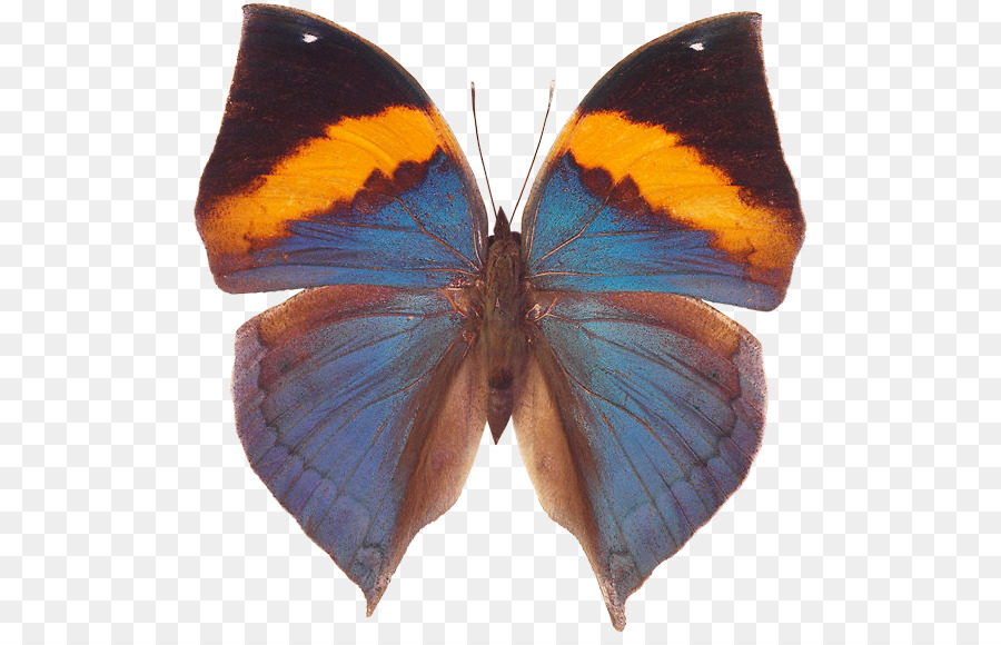 Borboleta Negra，Asas PNG