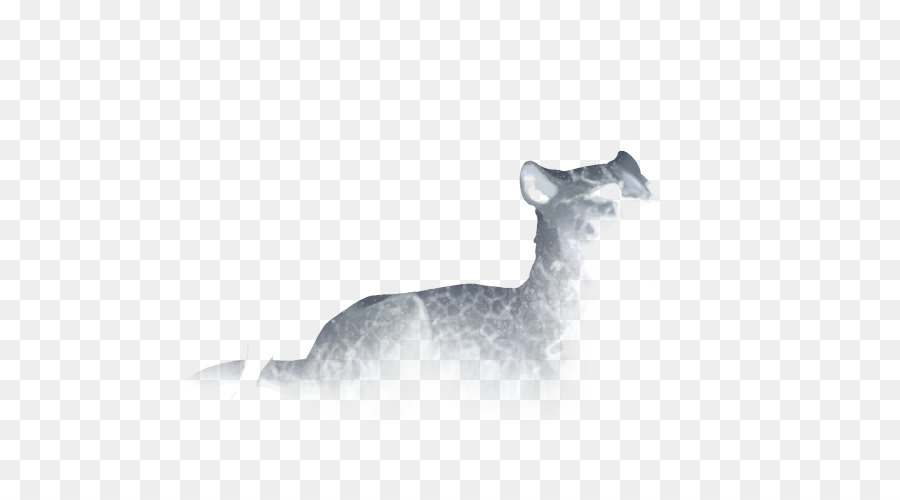 Bigodes，Gato PNG