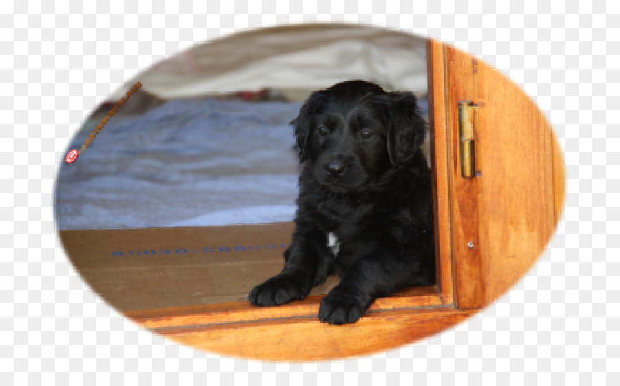 Boykin Spaniel，Campo Spaniel PNG