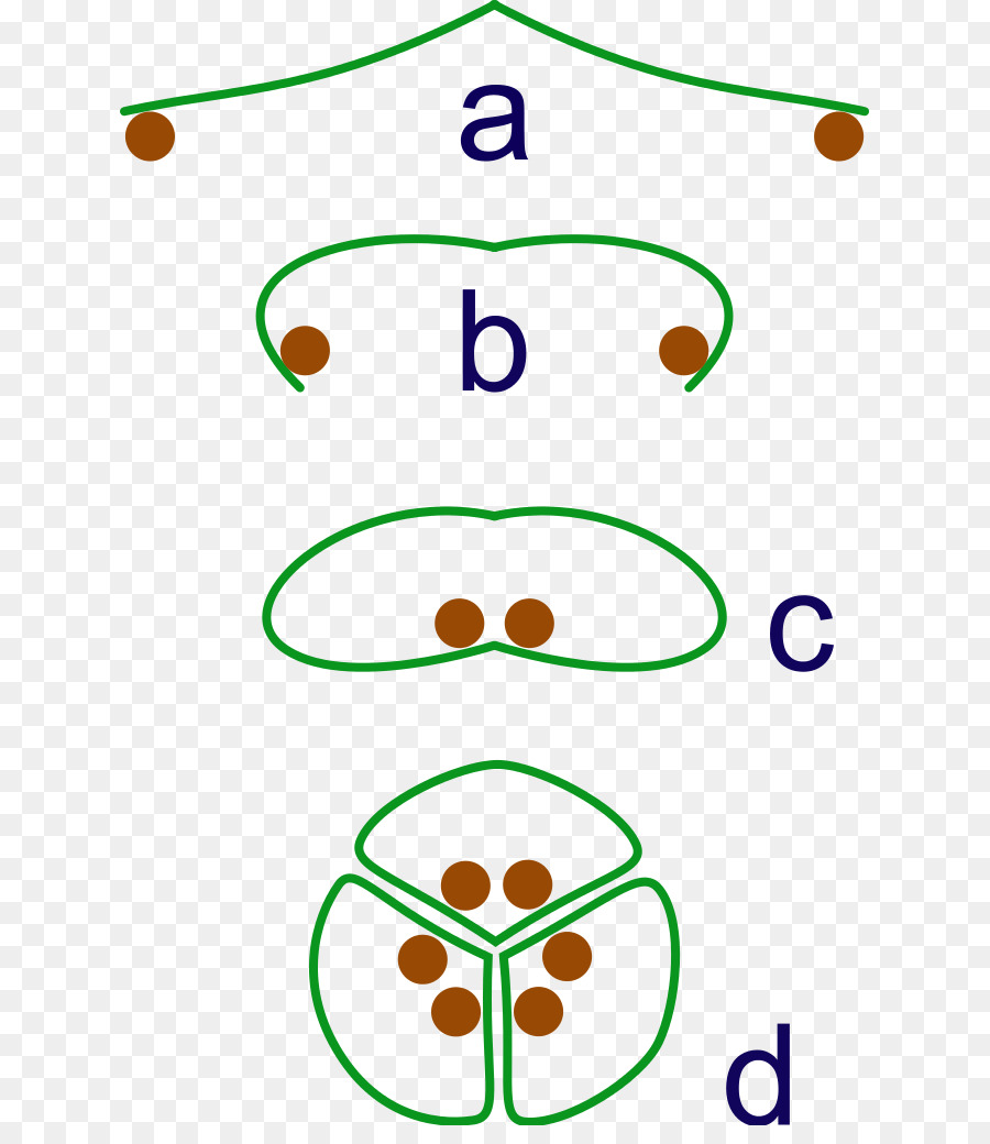 Flor，Evolução PNG