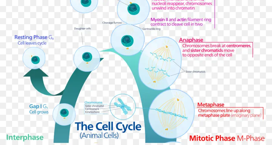 Ciclo Celular，Mitose PNG