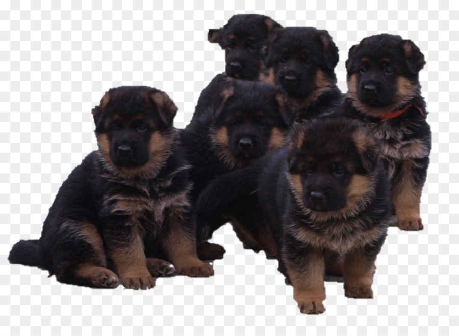 Filhote De Cachorro，Rottweiler PNG