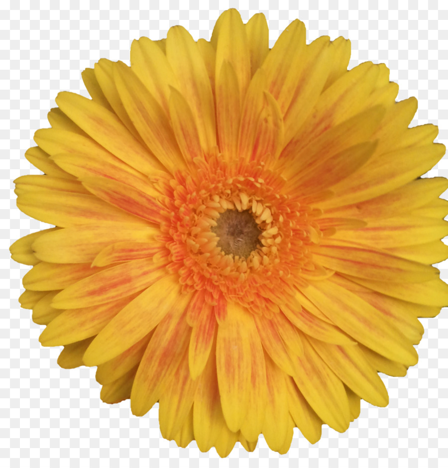 Flor，Florescer PNG