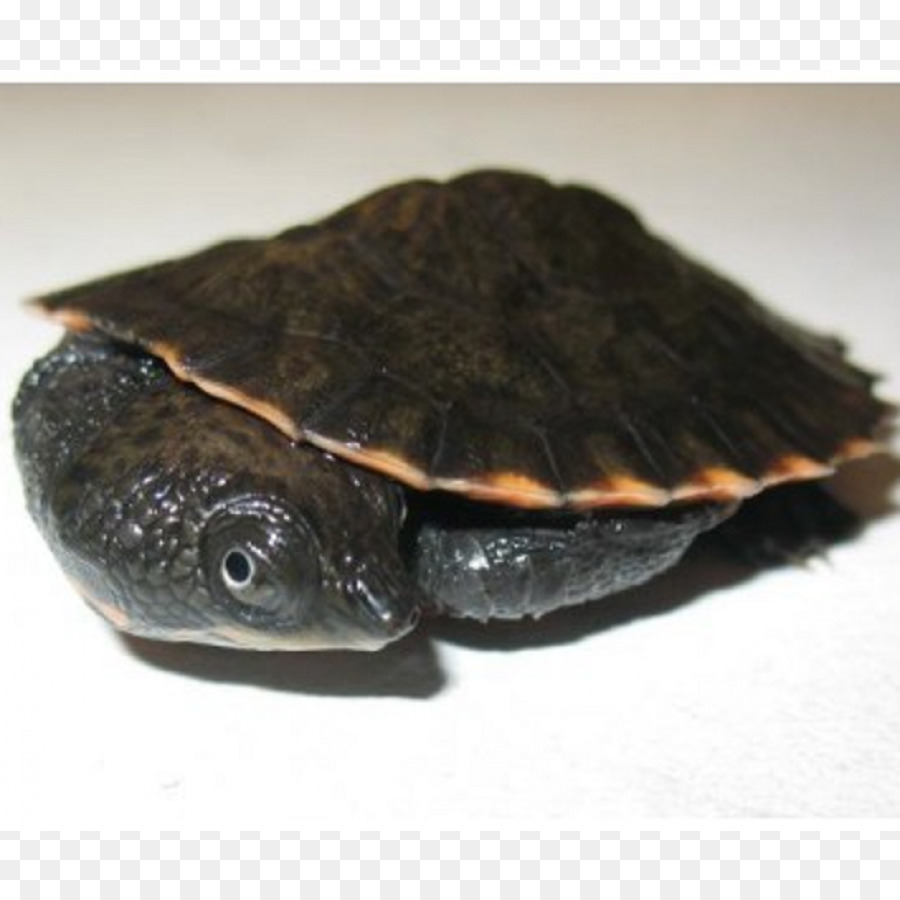 Comum De Tartaruga Mordedora，Turtle PNG