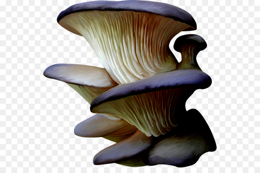 Cogumelos Ostra，Fungos PNG