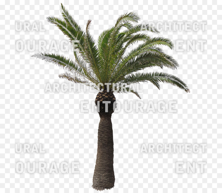 Data De Palma，Flowerpot PNG