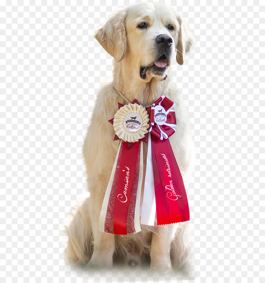 Golden Retriever，Bicho De Estimação PNG