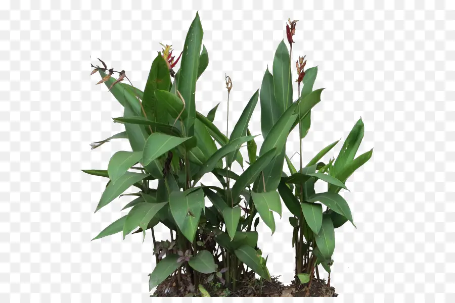 Plantas Verdes，Folhas PNG