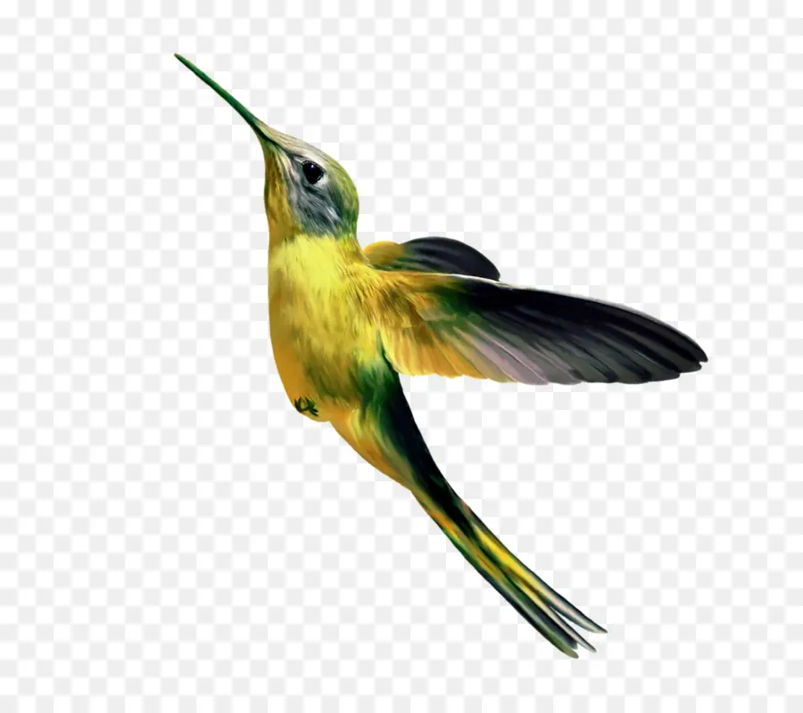 Colibri，Colorido PNG