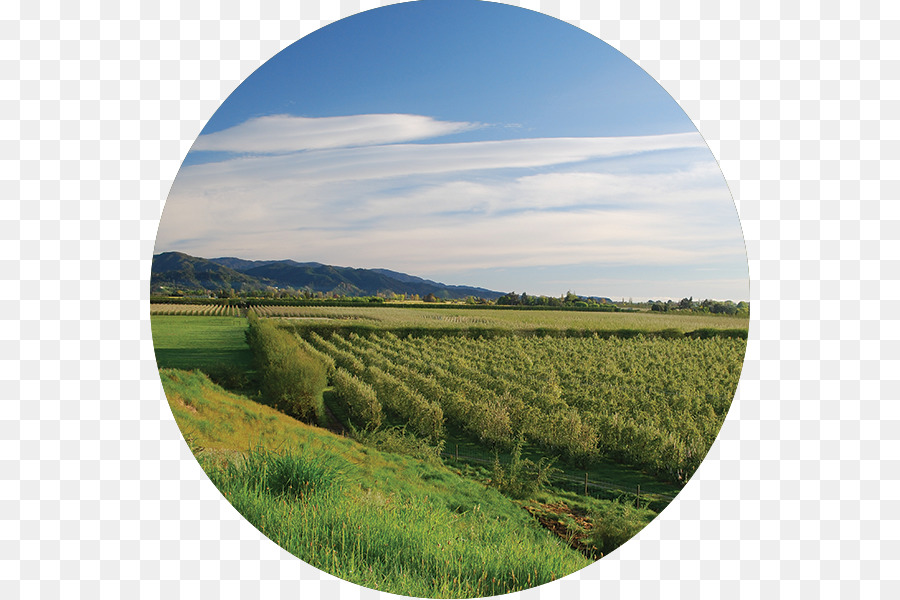 Horticultura，Inovação PNG