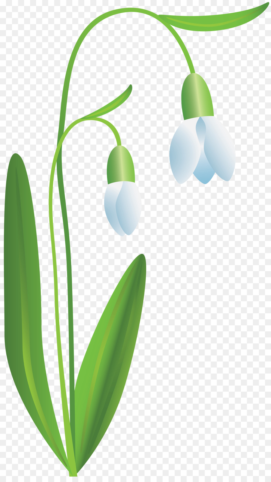 Flor，Snowdrop PNG