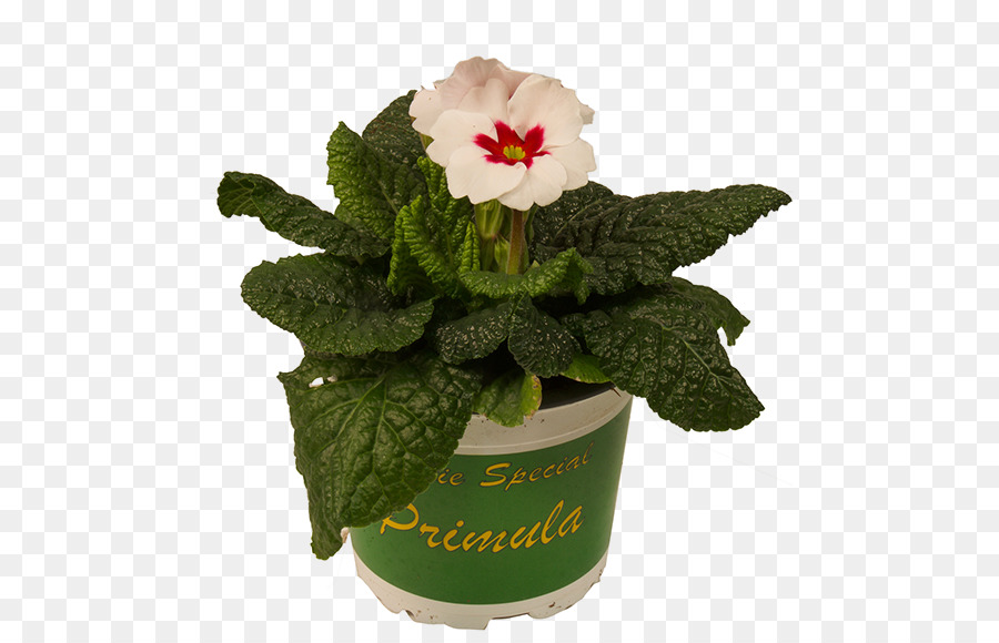 Flowerpot，Flores De Corte PNG