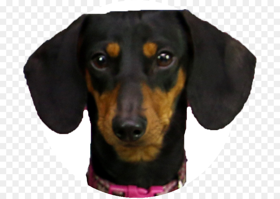 Dachshund，Polinésios PNG