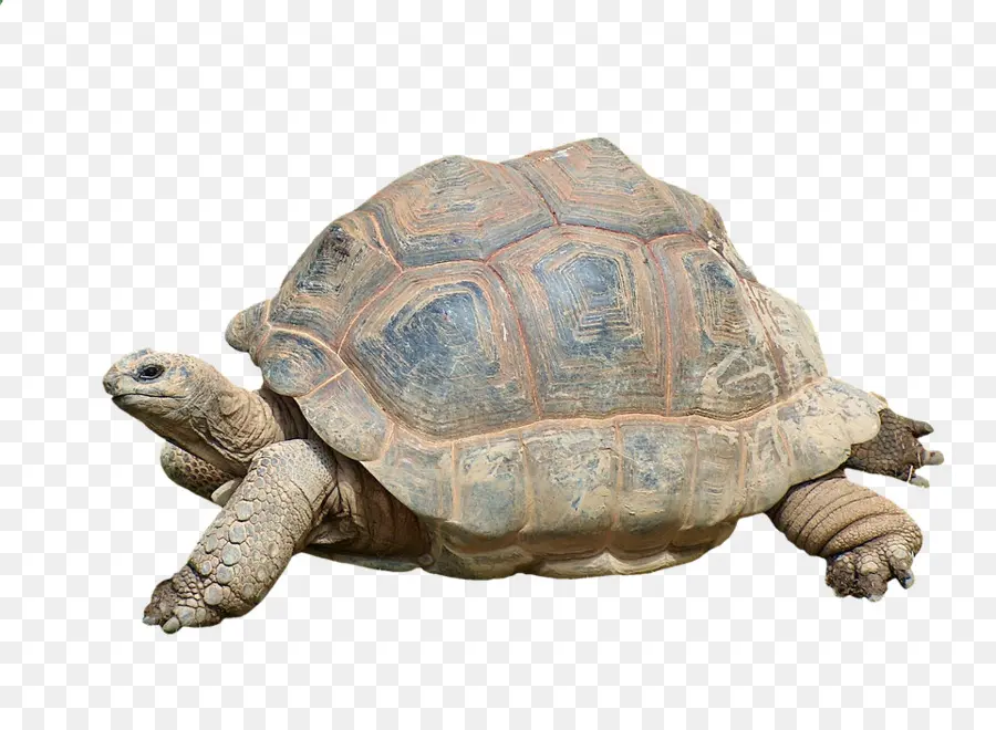 Turtle，Caixa De Tartarugas PNG