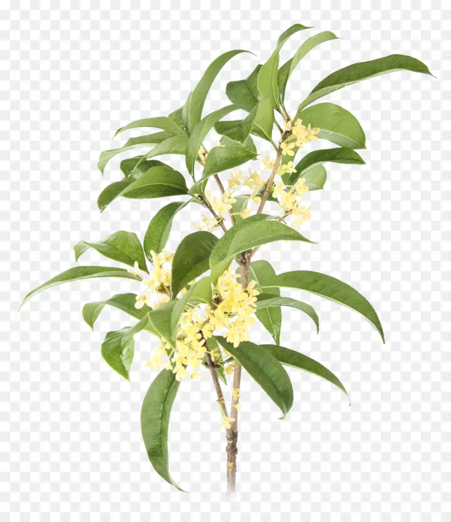 Doce Osmanthus，Planta PNG