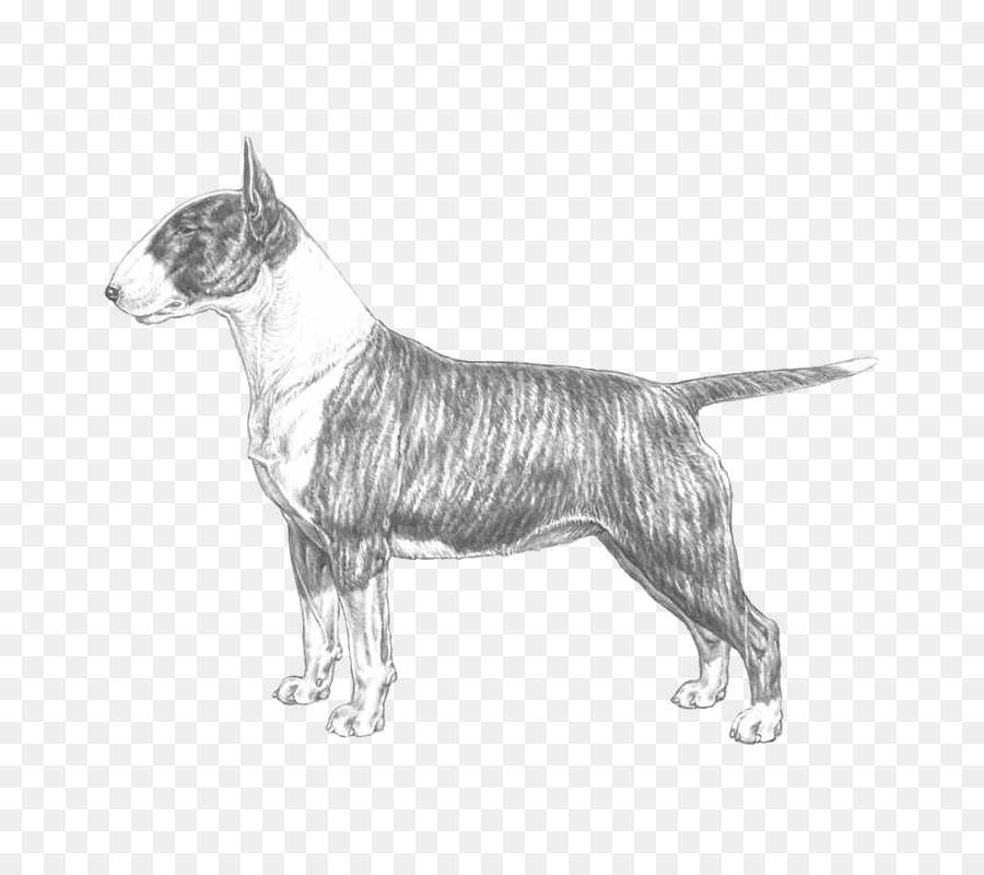 Bull Terrier，Miniatura Do Bull Terrier PNG