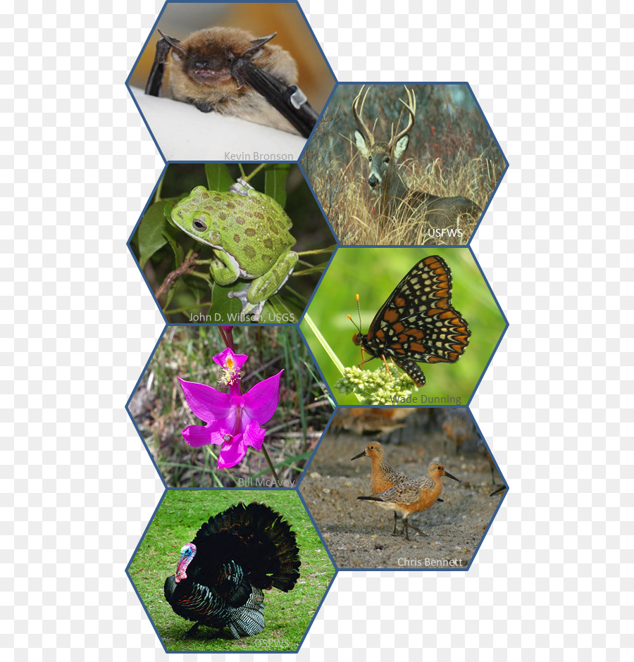 Animais Selvagens，Natureza PNG