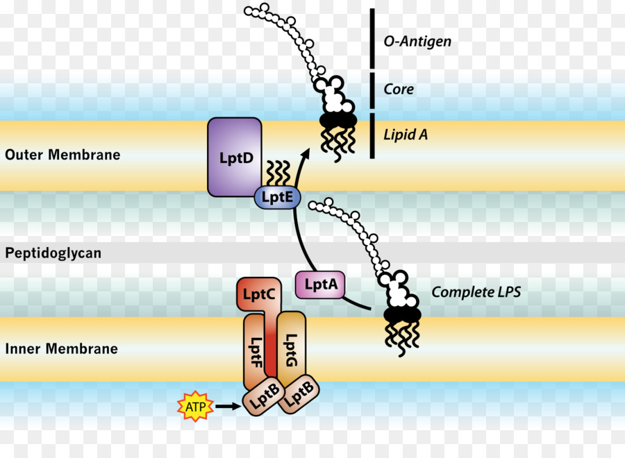 Sistema De Transporte Lps，Membrana Bacteriana PNG