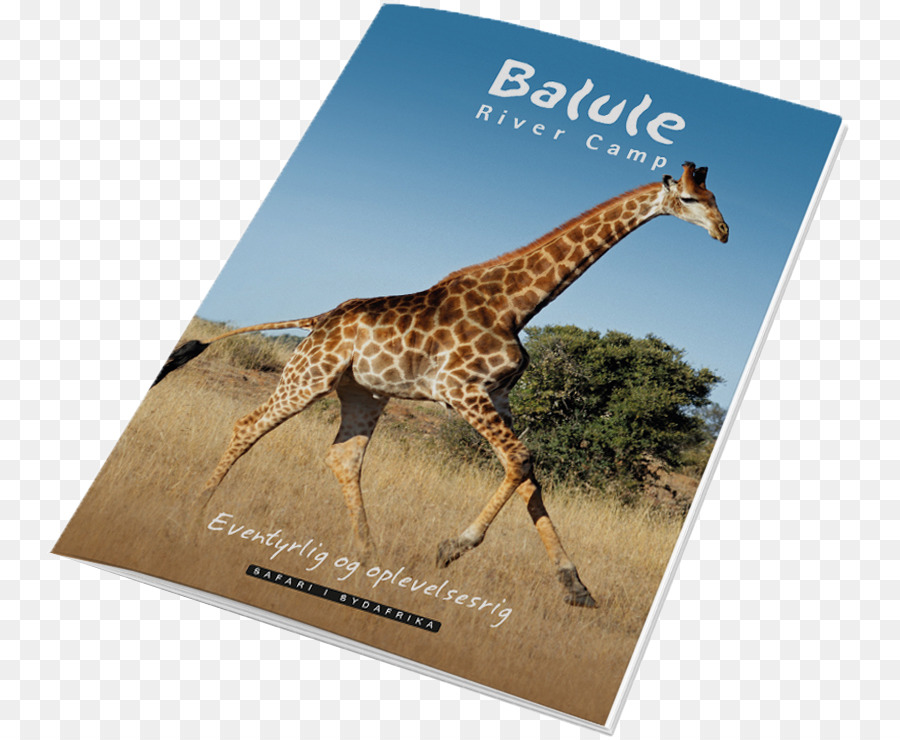 Girafa，Balule Reserva Natural PNG