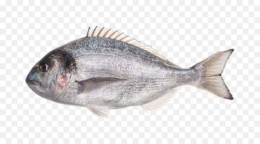 Peixe，Frutos Do Mar PNG