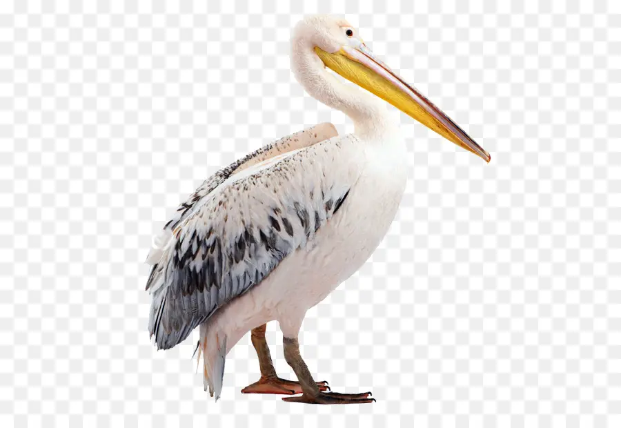 Pelicano，Bico PNG