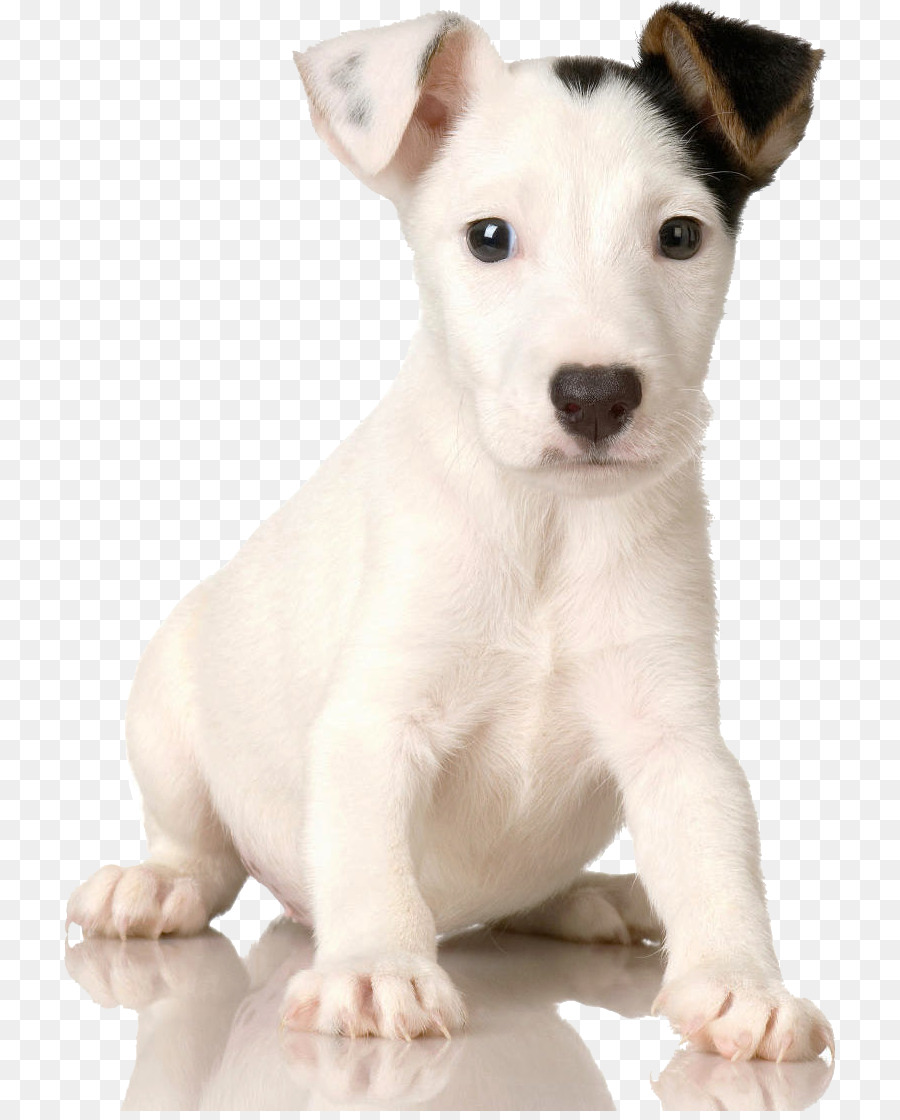 Jack Russell Terrier，Filhote De Cachorro PNG