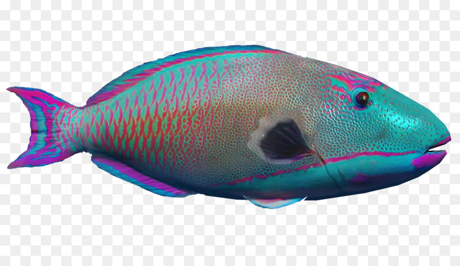 Peixe，Aquático PNG