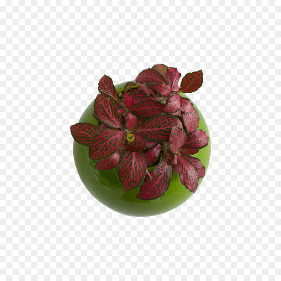 Flor，Flowerpot PNG