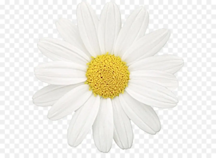 Comum Daisy，Flor PNG