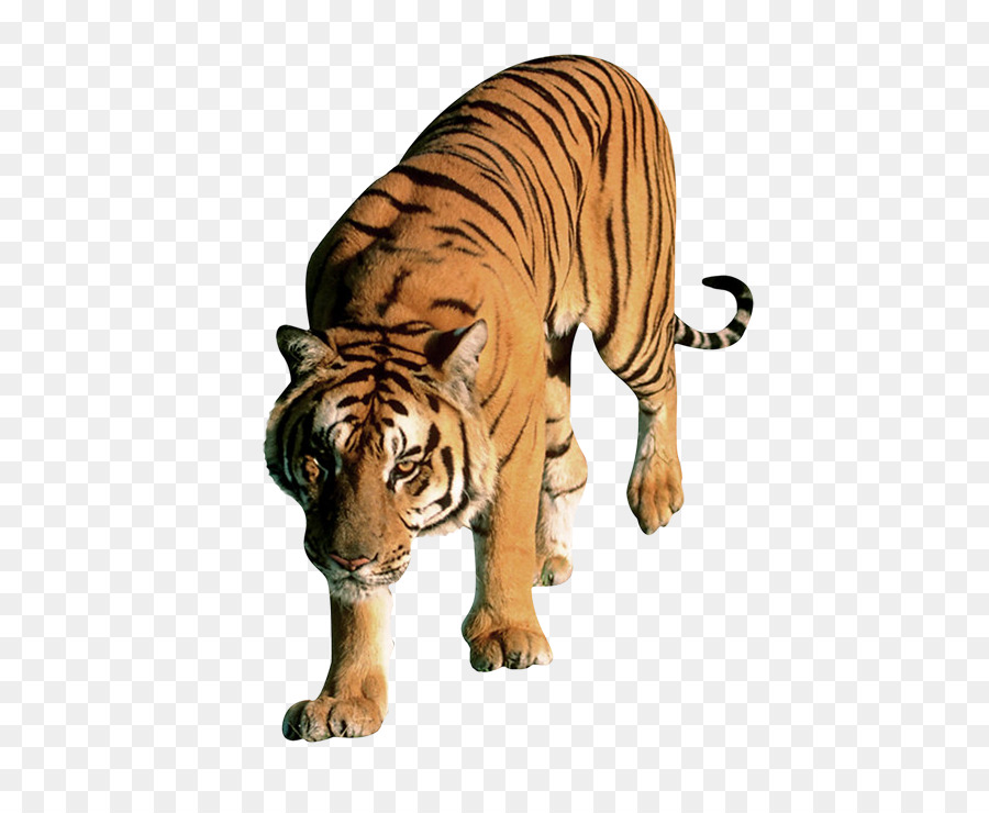 Tigre Branco，Tigre PNG