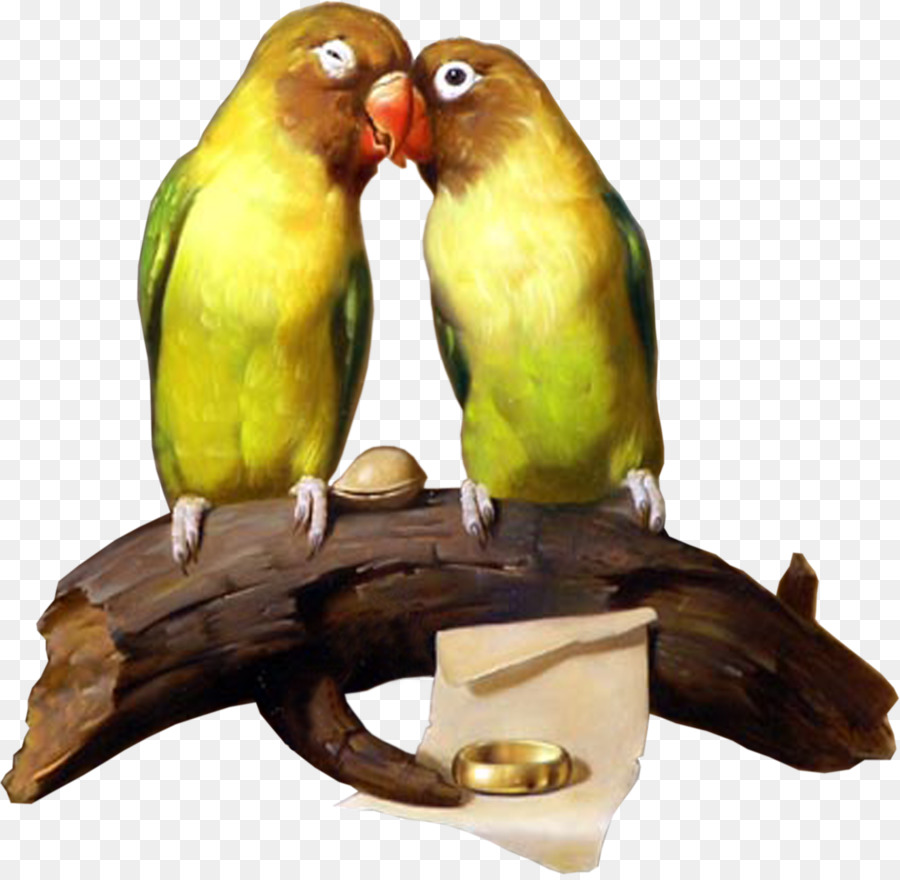 Periquito，Lovebird PNG