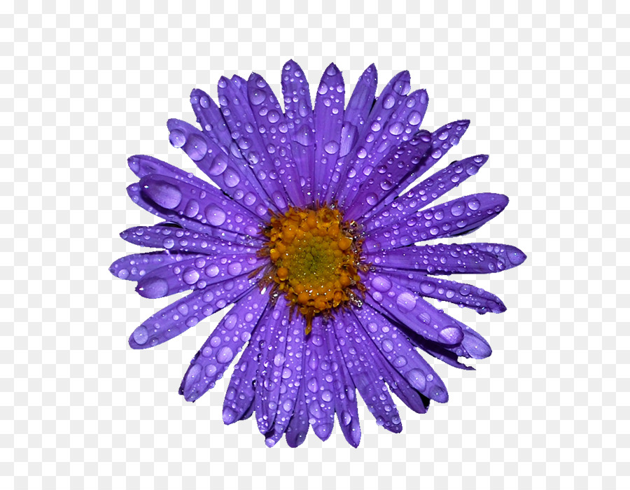 Flor Roxa，Florescer PNG