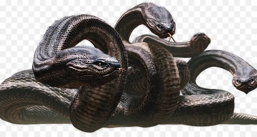 Cobra，Dogma Do Dragão PNG