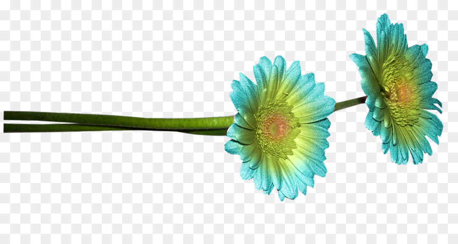 Comum Daisy，Azul PNG