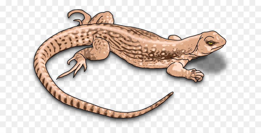 Lagarto，Répteis PNG