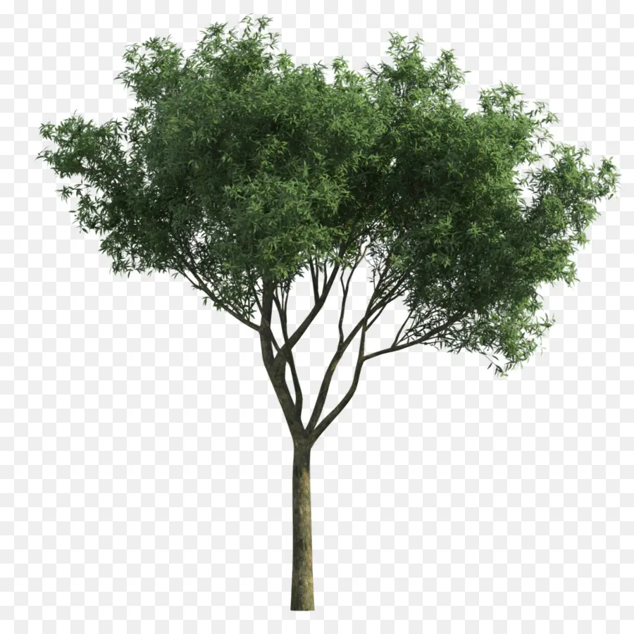 árvore，Paisagem PNG