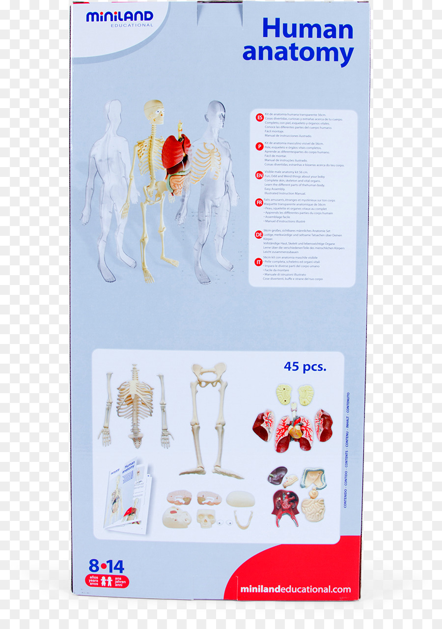 Anatomia Humana，Anatomia PNG