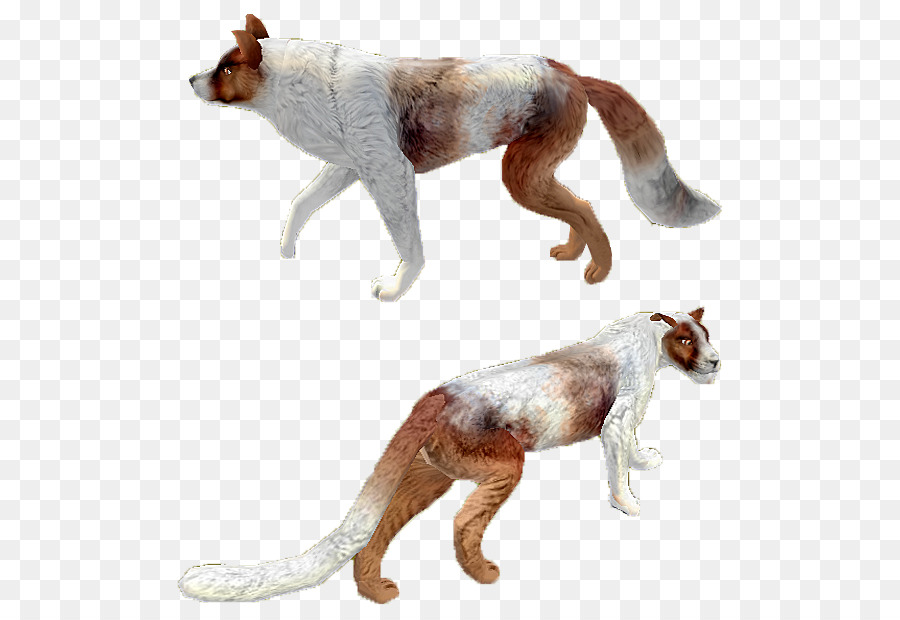 Raça Do Cão，Africanis PNG