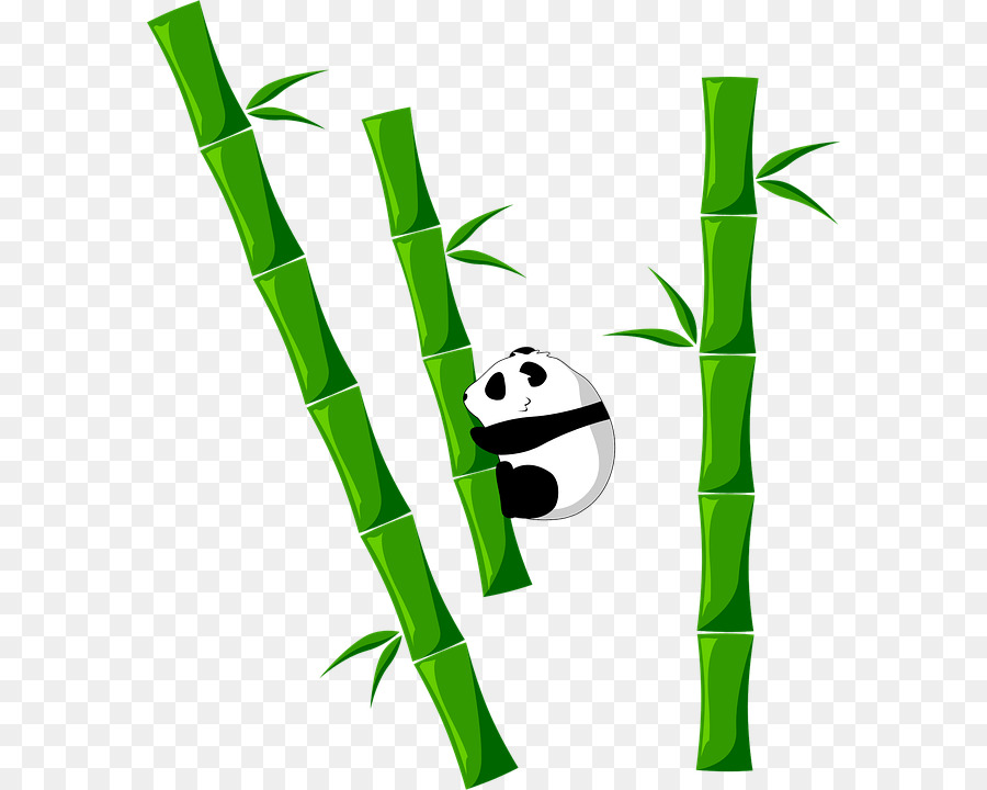 Tropical Woody Bambus，Panda Gigante PNG