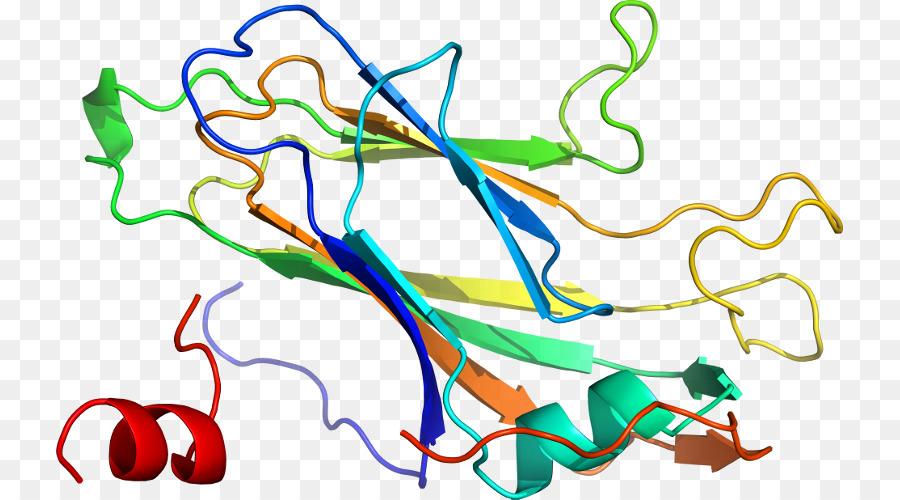 Estrutura Proteica，Biologia PNG