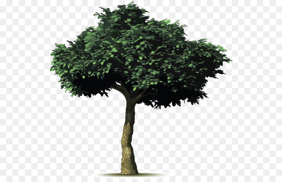 árvore，Plantio De árvores PNG