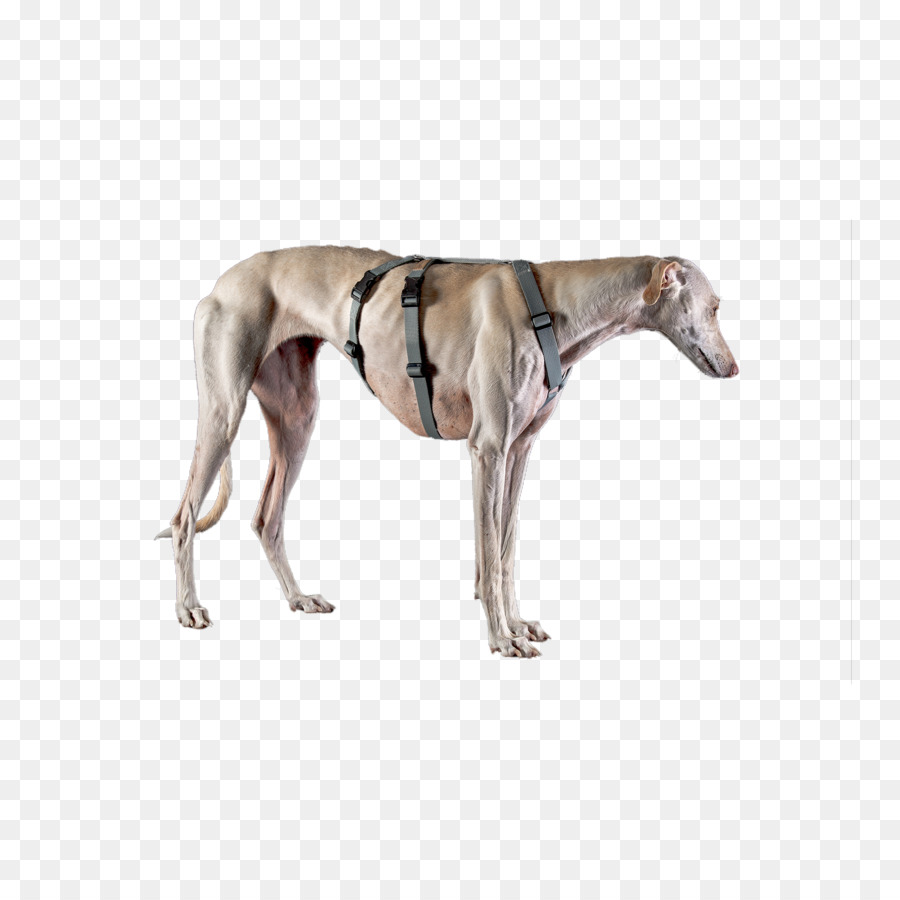 Galgo Espanhol，Greyhound PNG