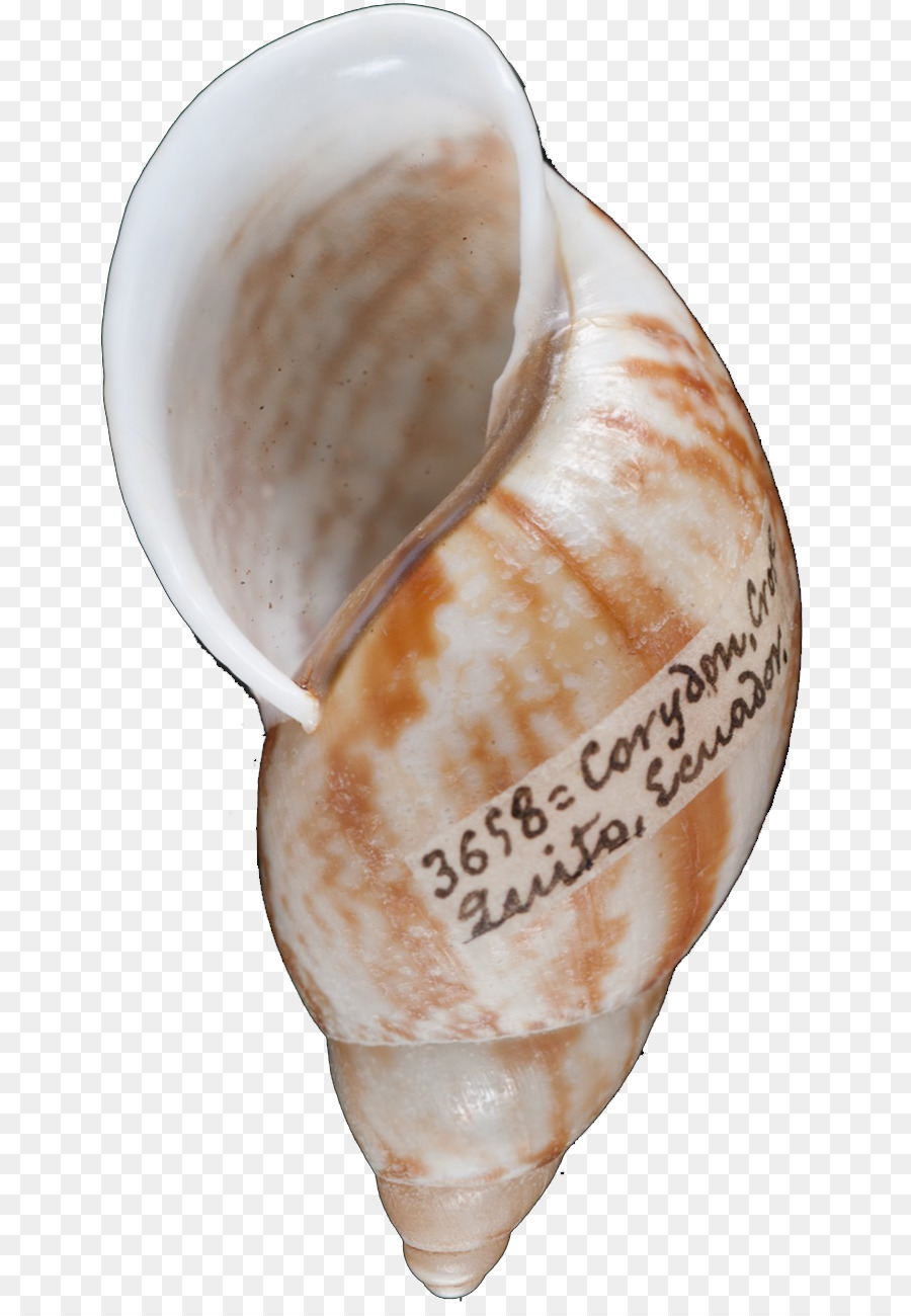 Conquiliologia，Seashell PNG