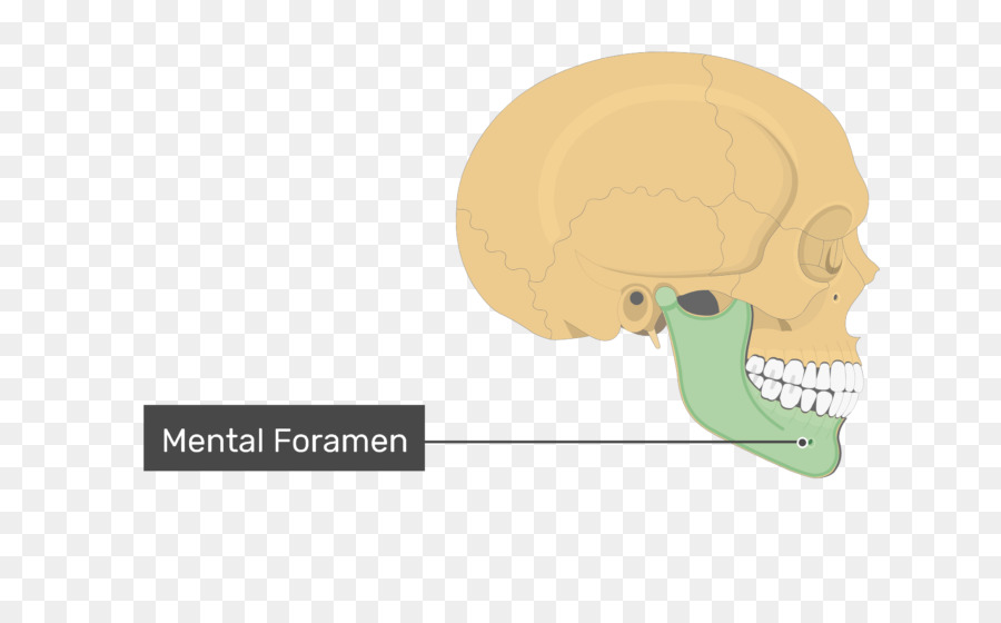 Crânio，Forame Mental PNG