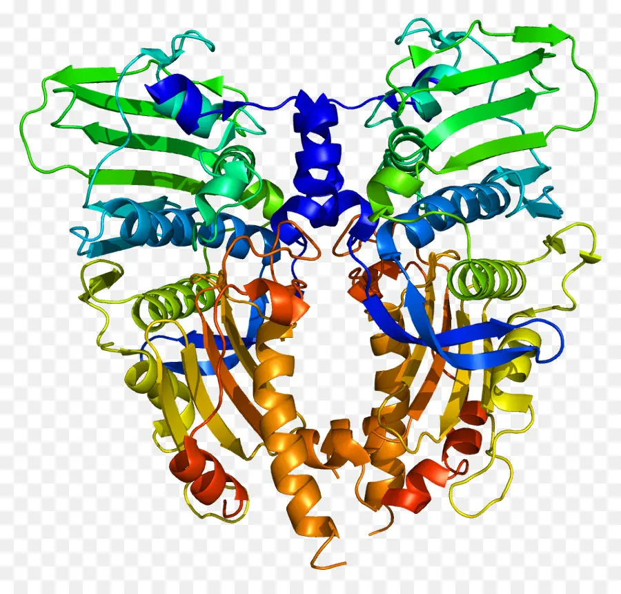 Topoisomerase，Enzima PNG